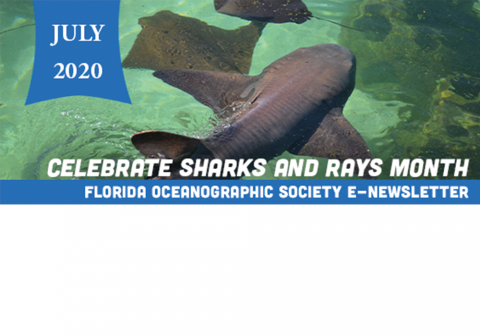 sharks and rays month