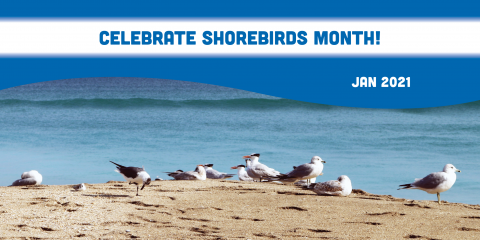shorebirds month