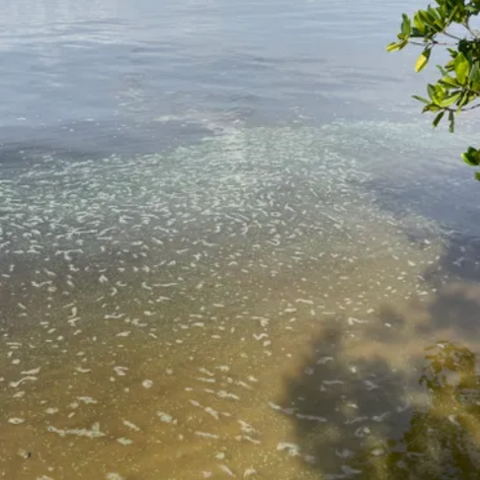 Lake O releases despite algae