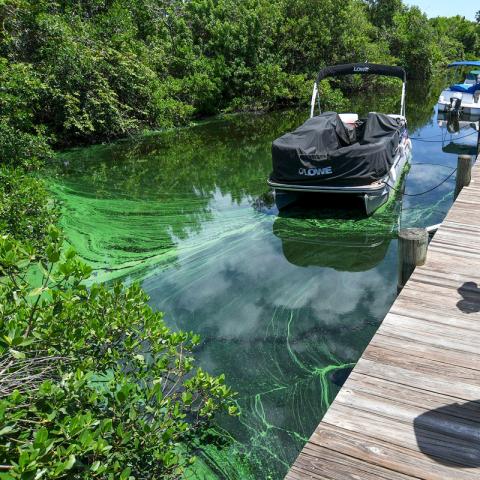 possible blue-green algae on the water 