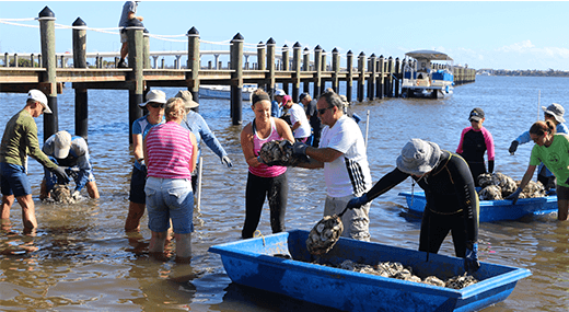 Volunteers oyster bagging