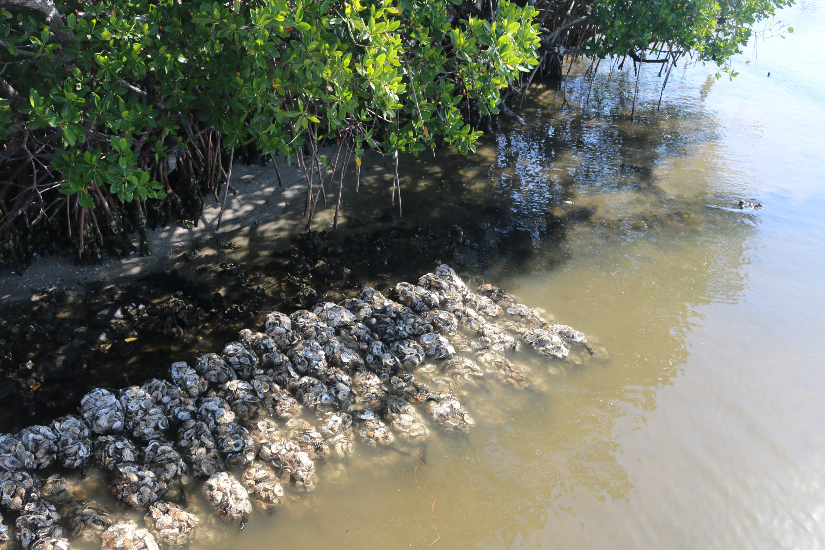 Oyster reef site