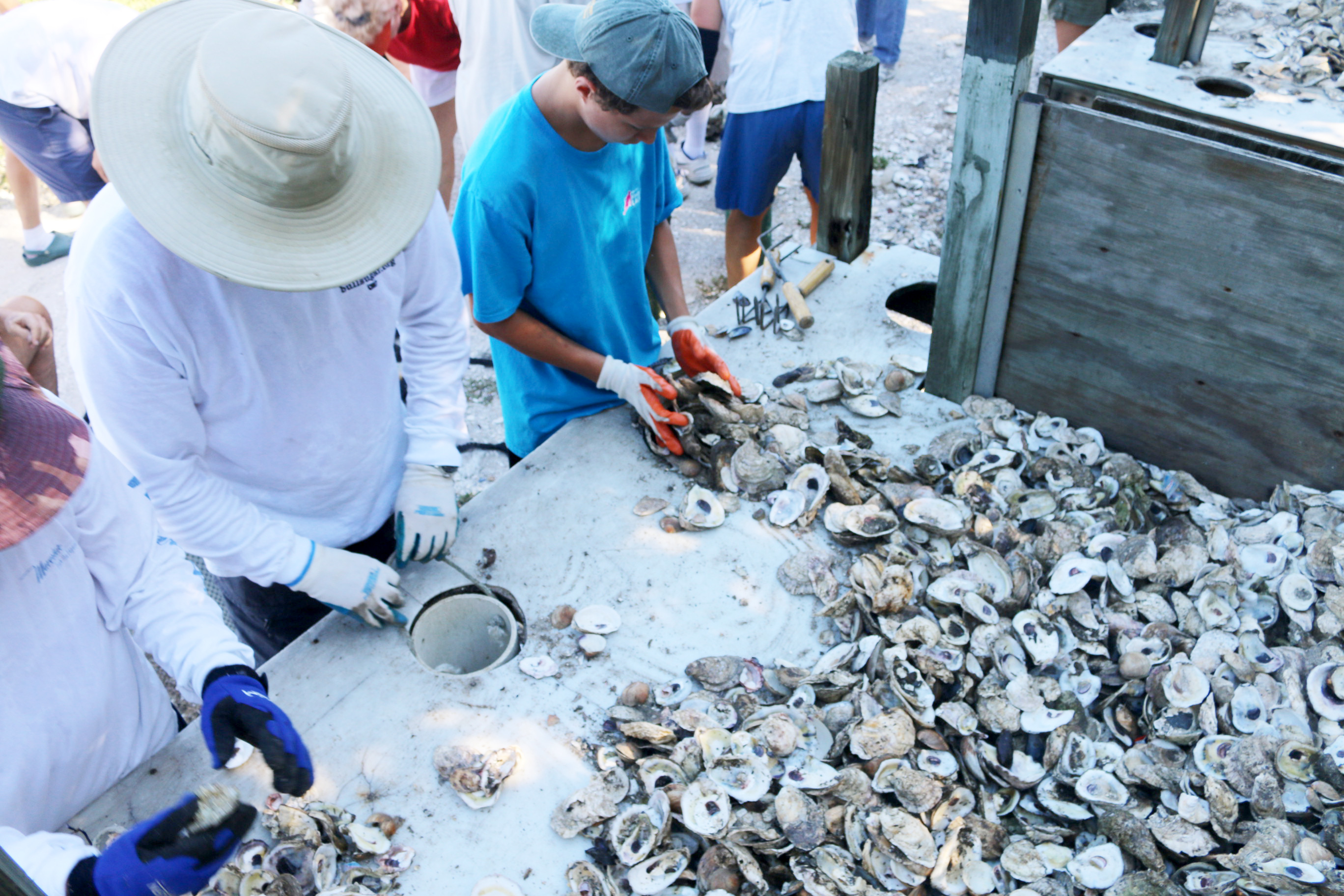 volunteers bagging oyster shells 