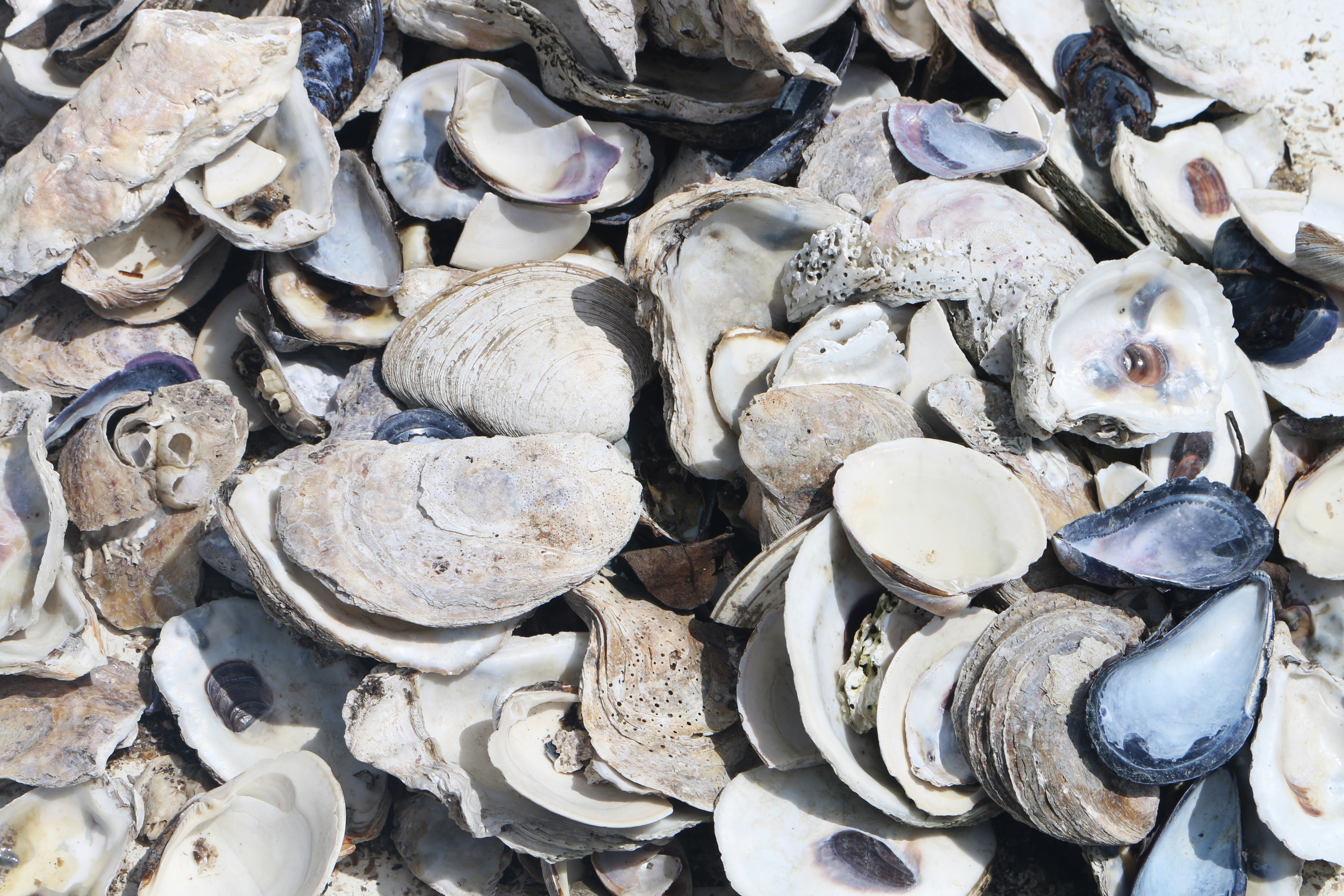 close up of oyster shells 