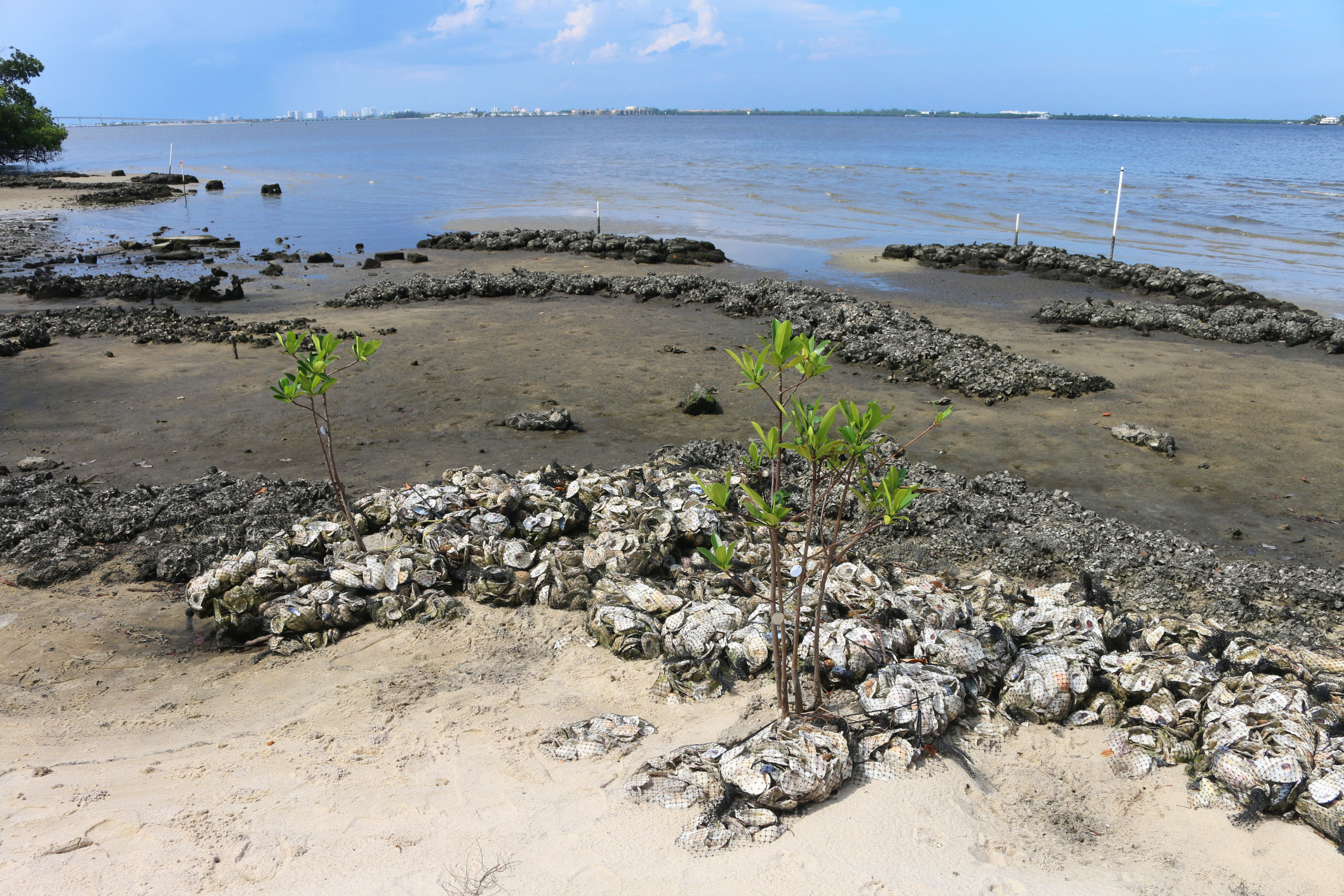 oyster reef site