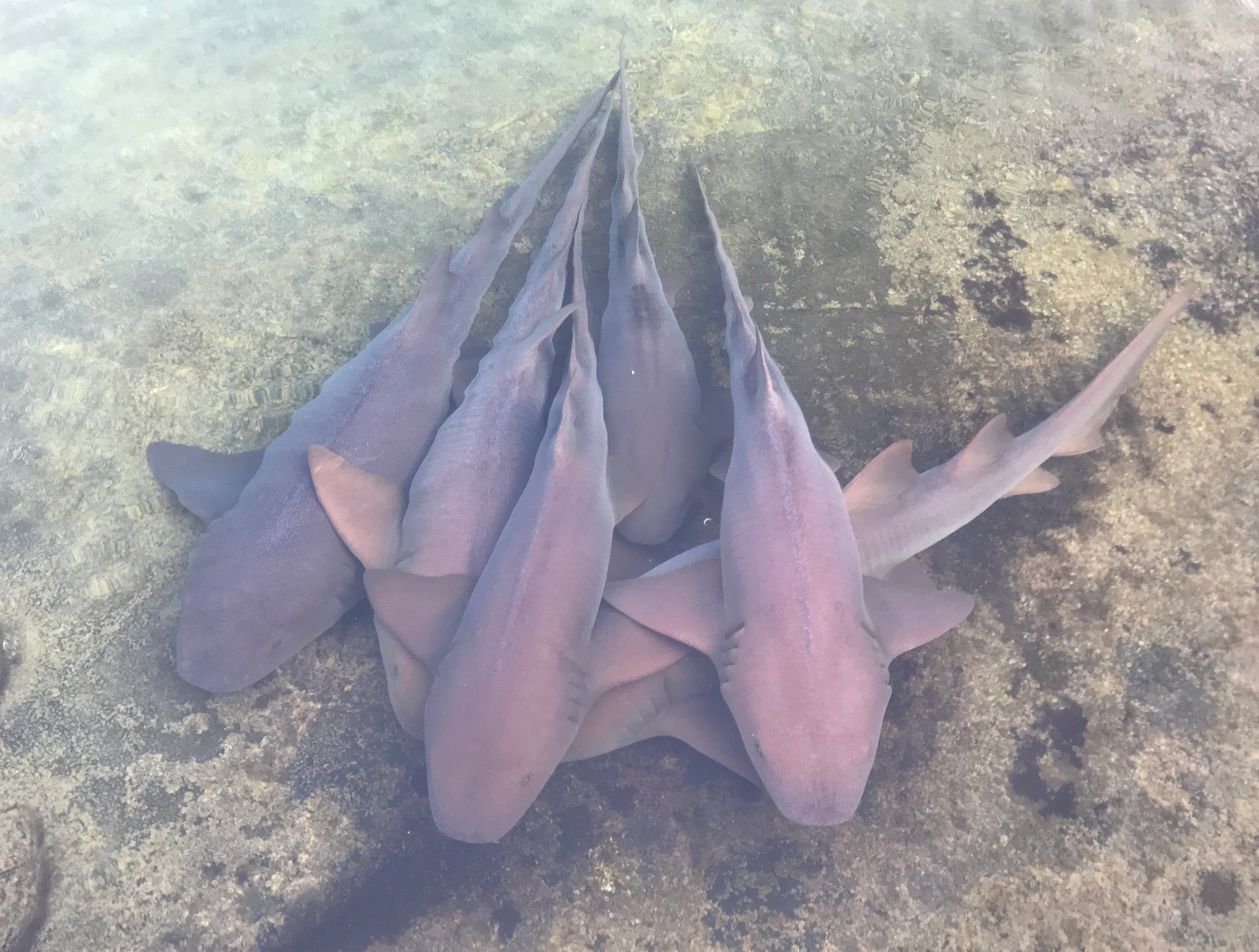 Nurse sharks inside Gamefish Lagoon