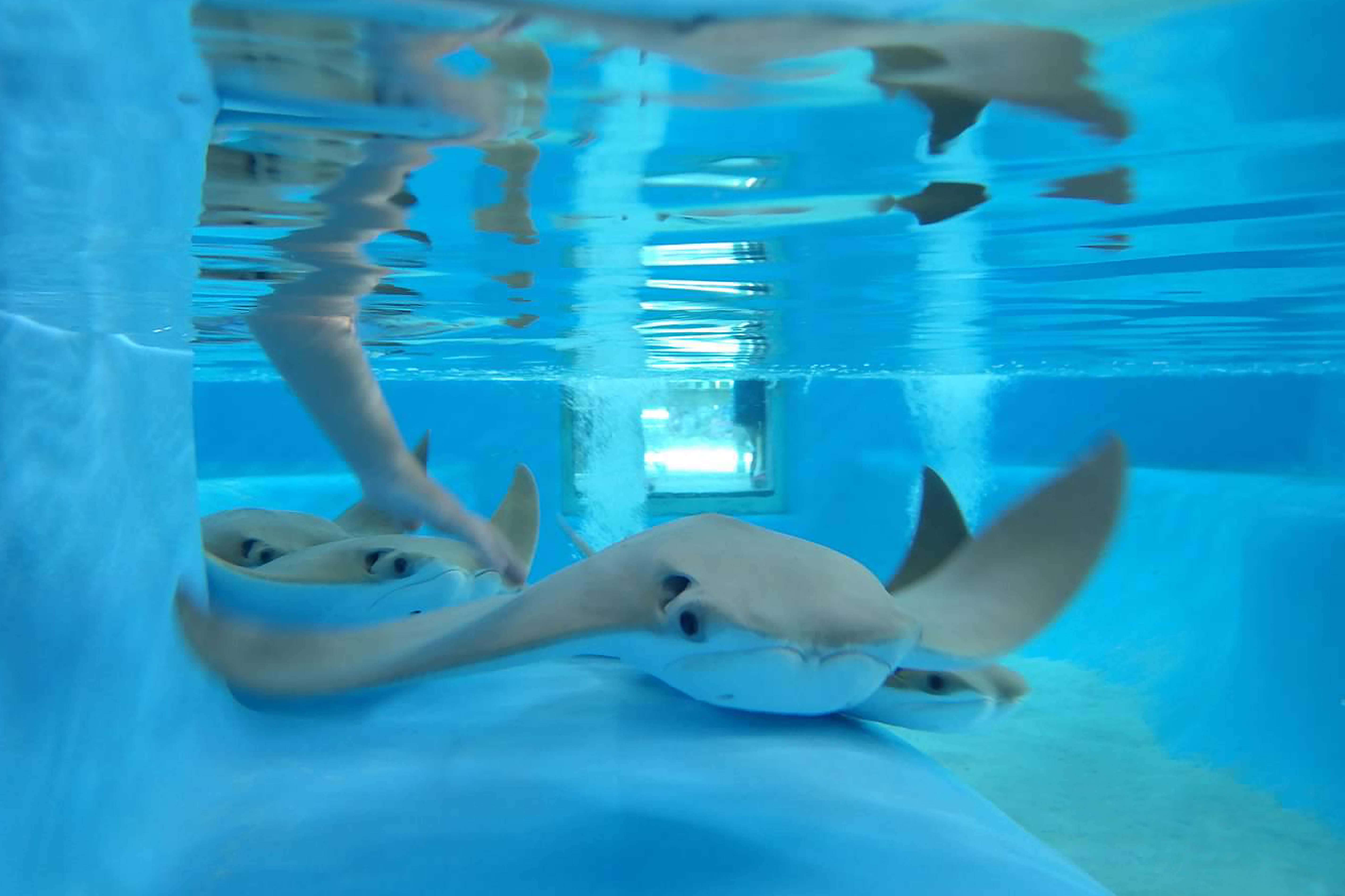 Guest petting a stingray 