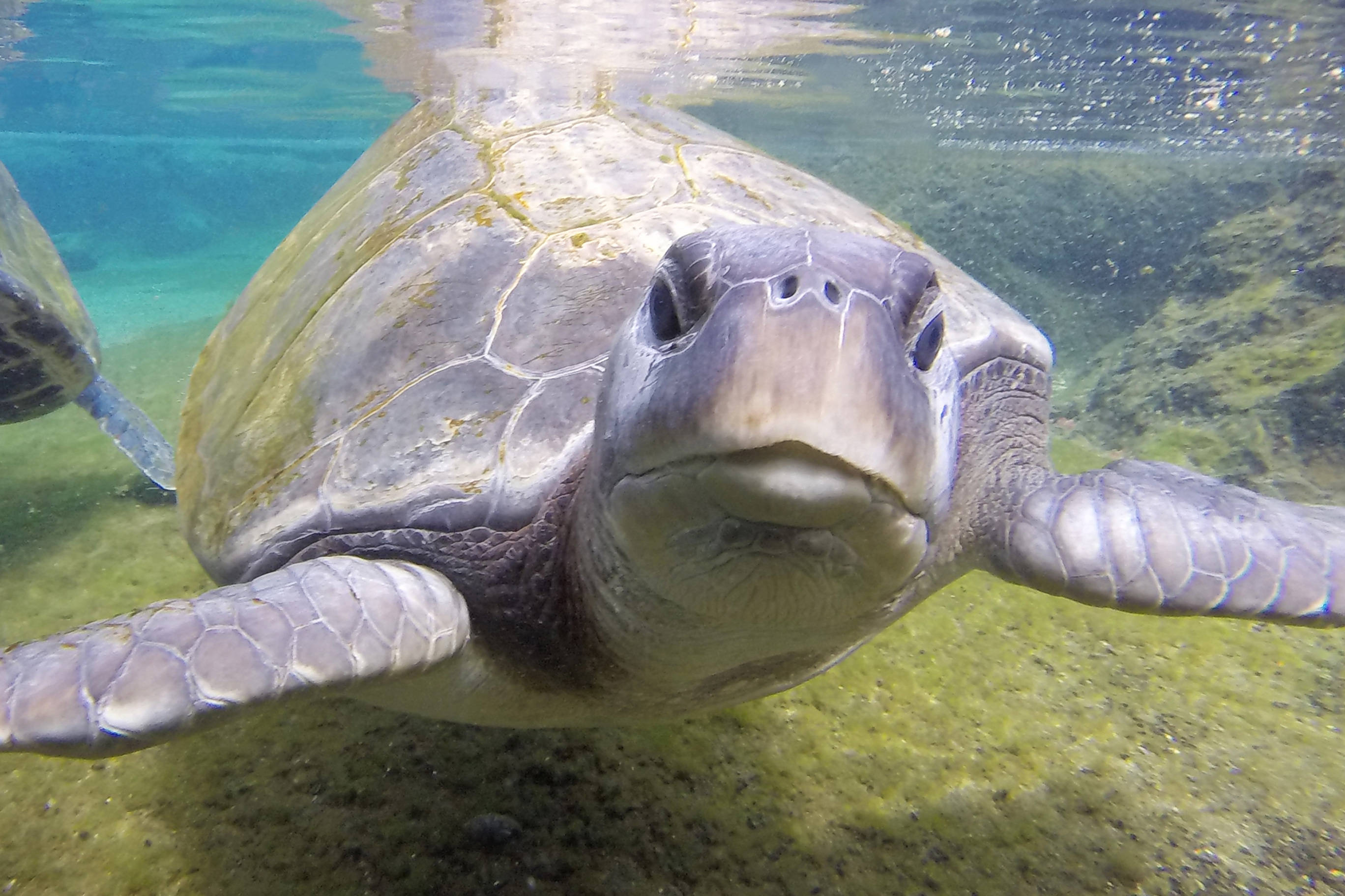 Turt the green sea turtle