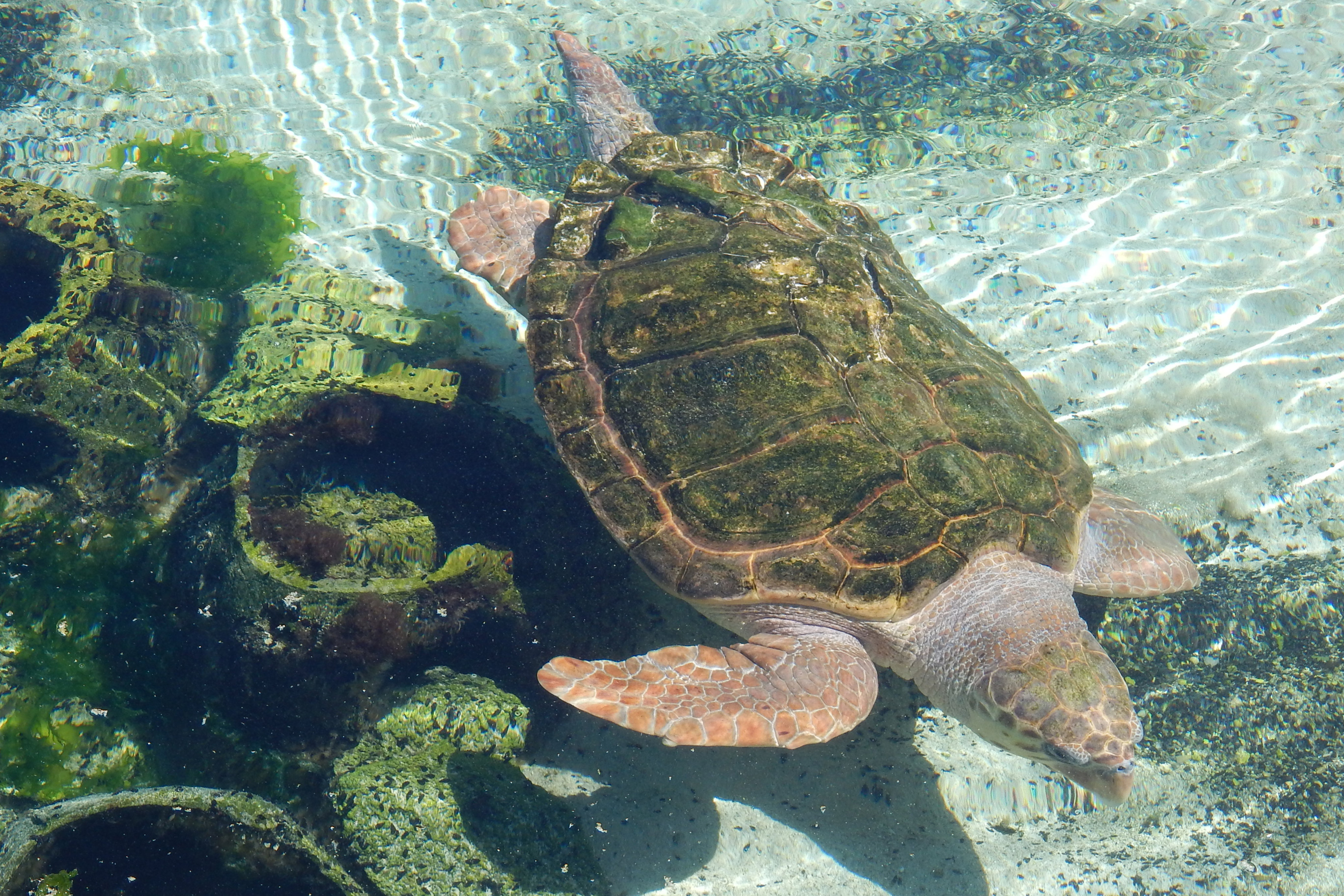 Annabelle the green sea turtle 