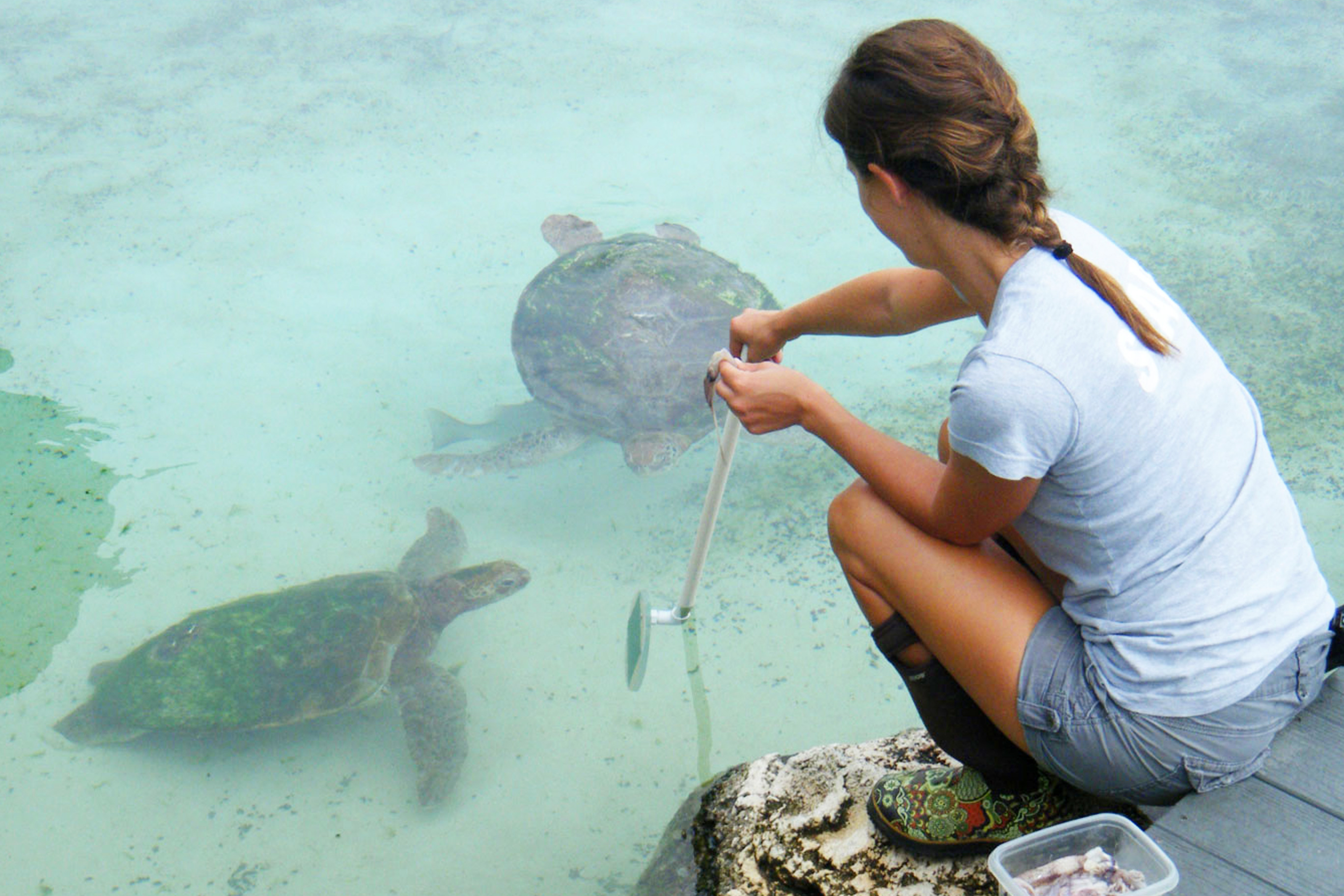 Florida Oceanographic staff feeding our sea turtles