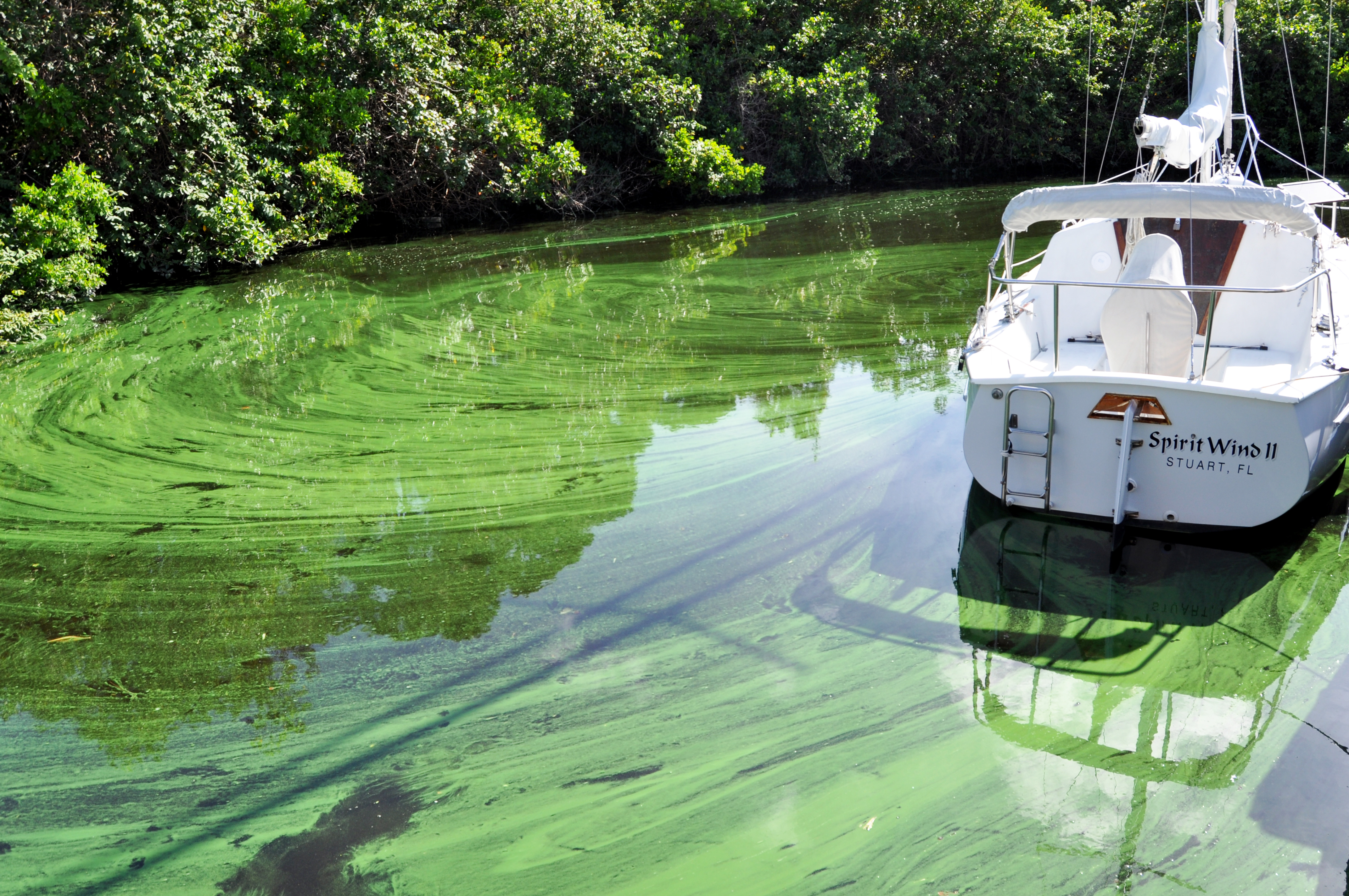 Microcystis in the Indian River Lagoon 