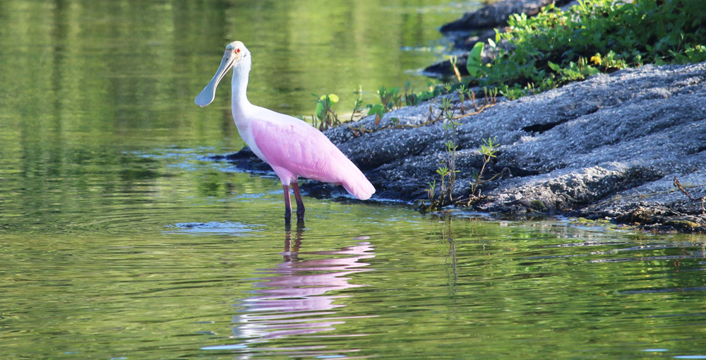 Roseate Spoonbill 