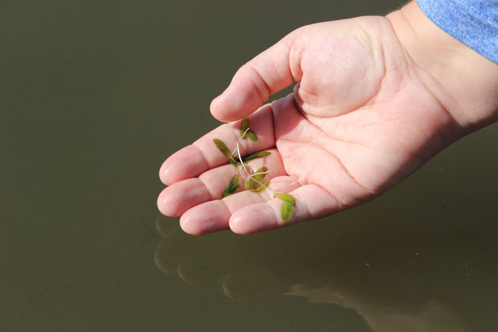 researcher holding up seagrass