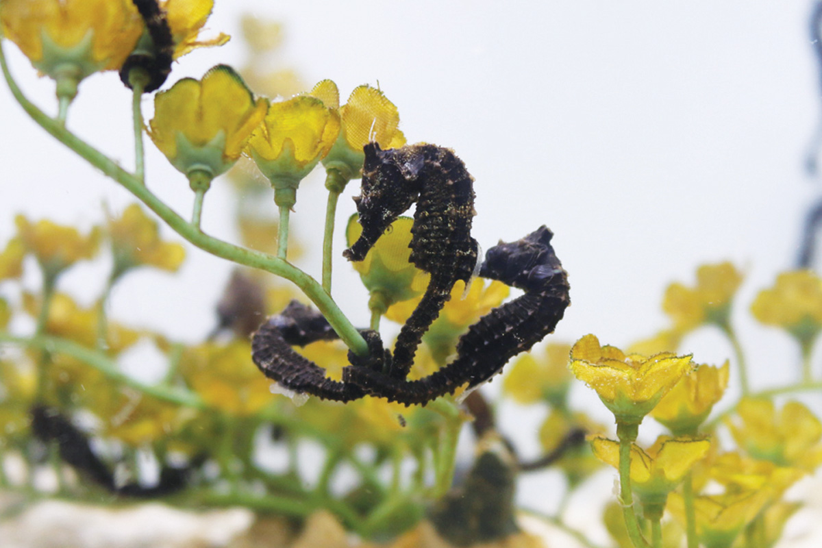 seahorses