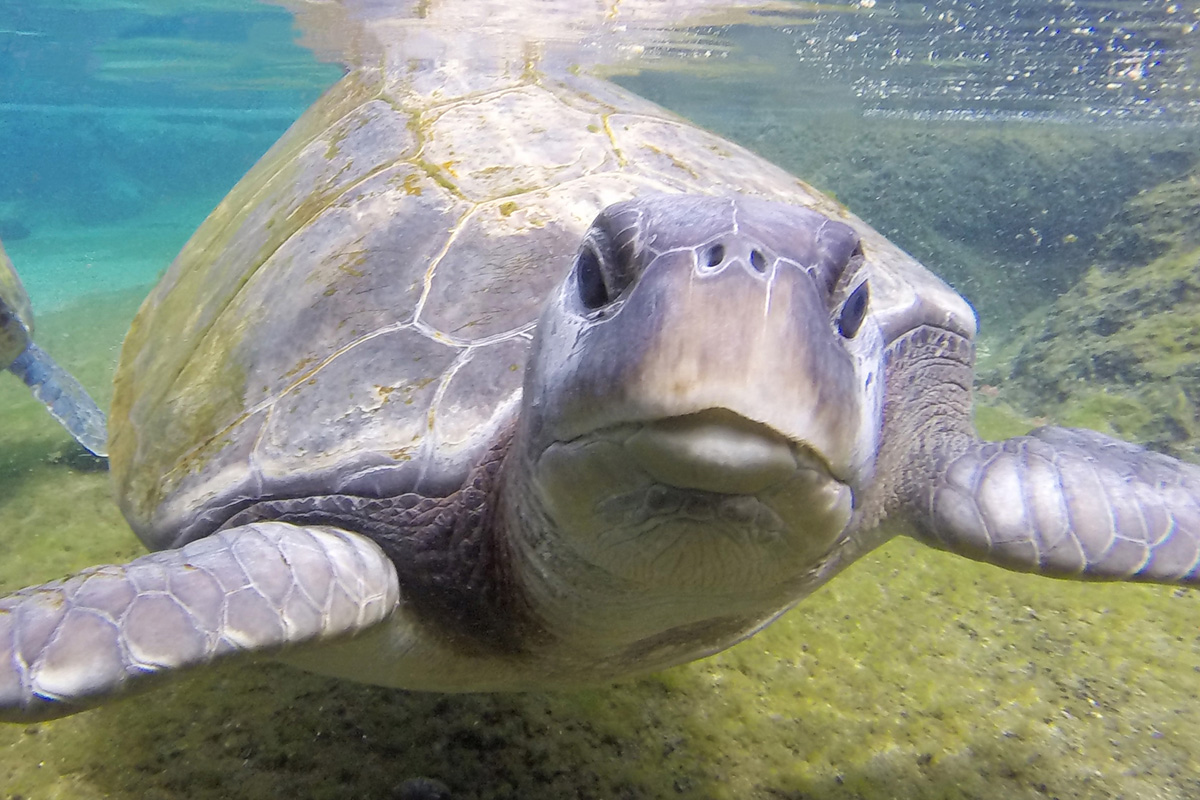 sea turtle