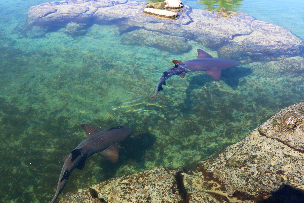 nurse sharks
