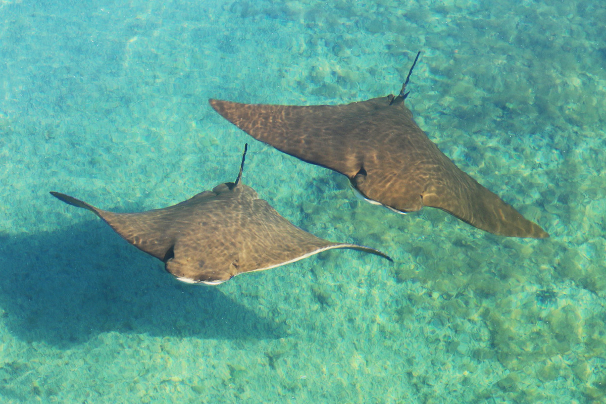 stingrays