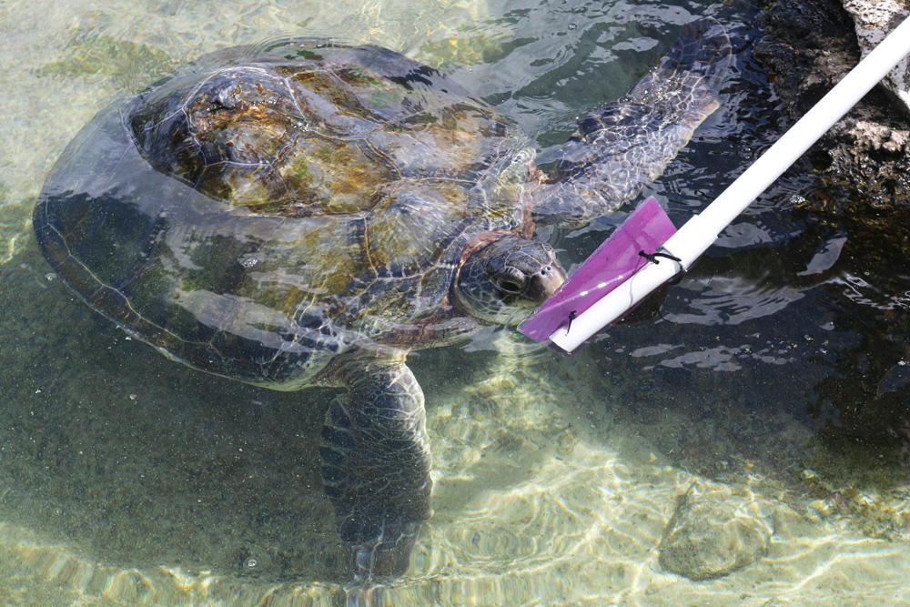 Animal care intern feeding sea turtle 