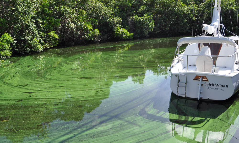 boat surrounded by blue green algae 