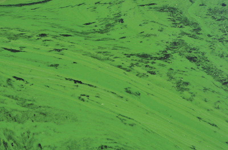 blue-green algae