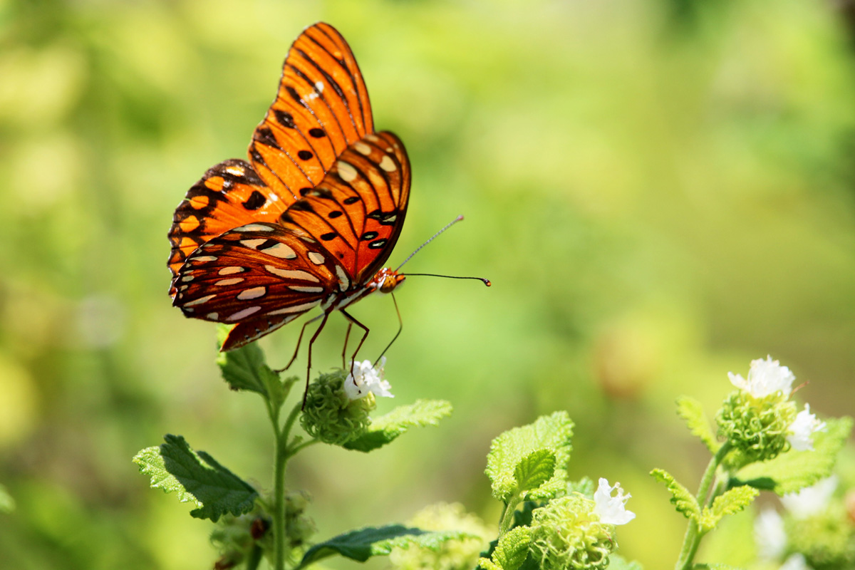 Butterfly inside butterfly garden