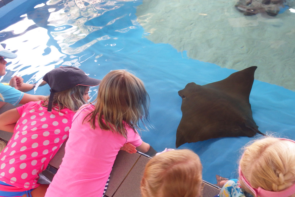 children looking at stingray 