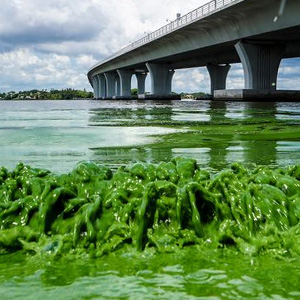 blue-green algae inside the Indian River Lagoon