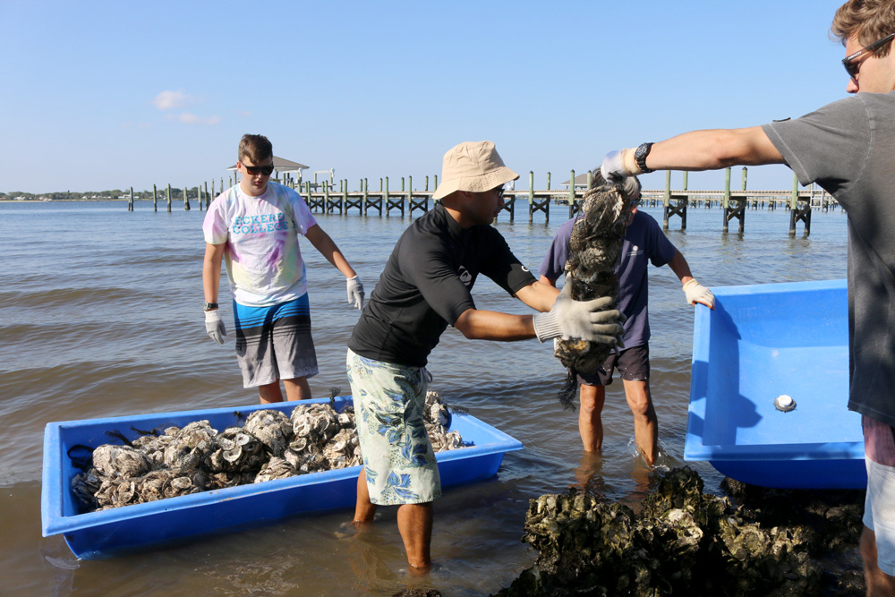 Volunteers deploying oysters
