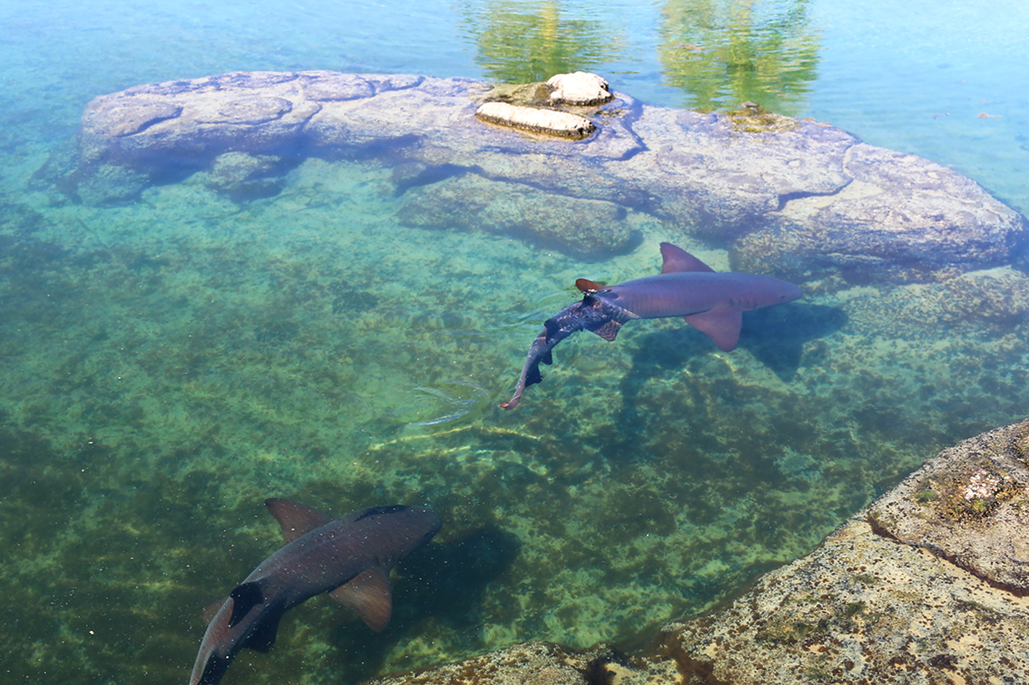 nurse sharks inside the gamefish lagoon 