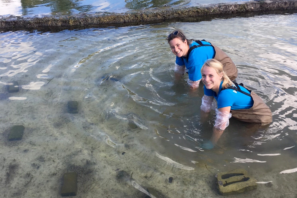 research interns inside seagrass wetlab