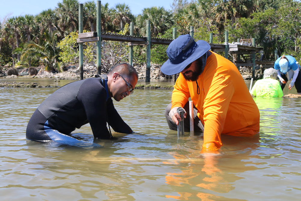 Seagrass deployment 