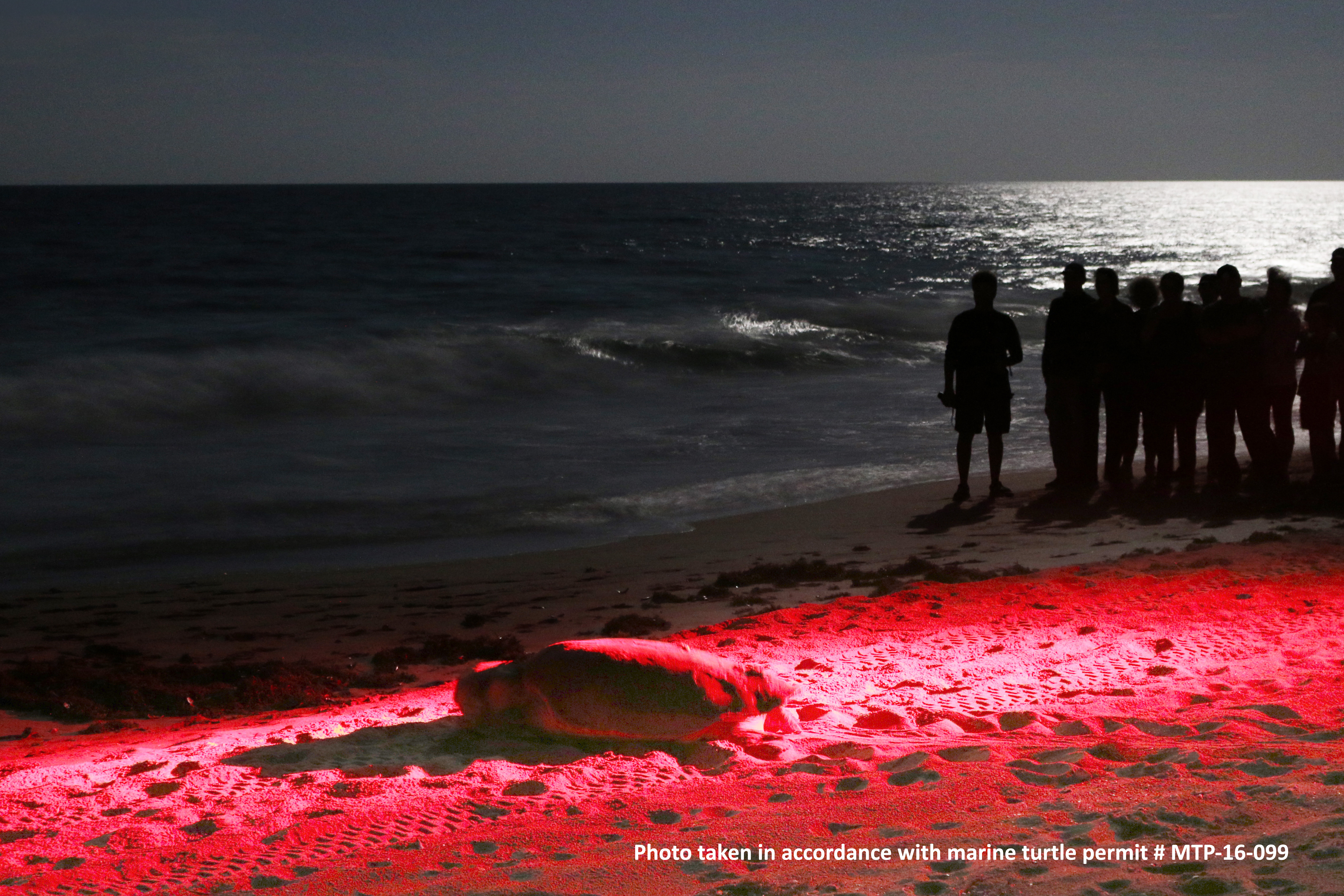 sea turtle crawling on the beach 