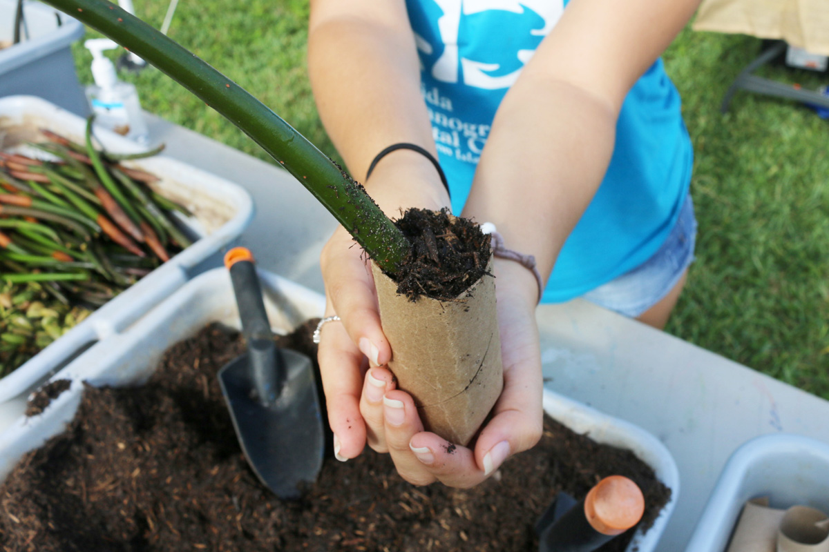 mangrove plant inside a recycled paper tube 