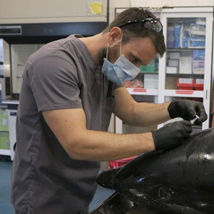 Scientist administering a shot to wildlife