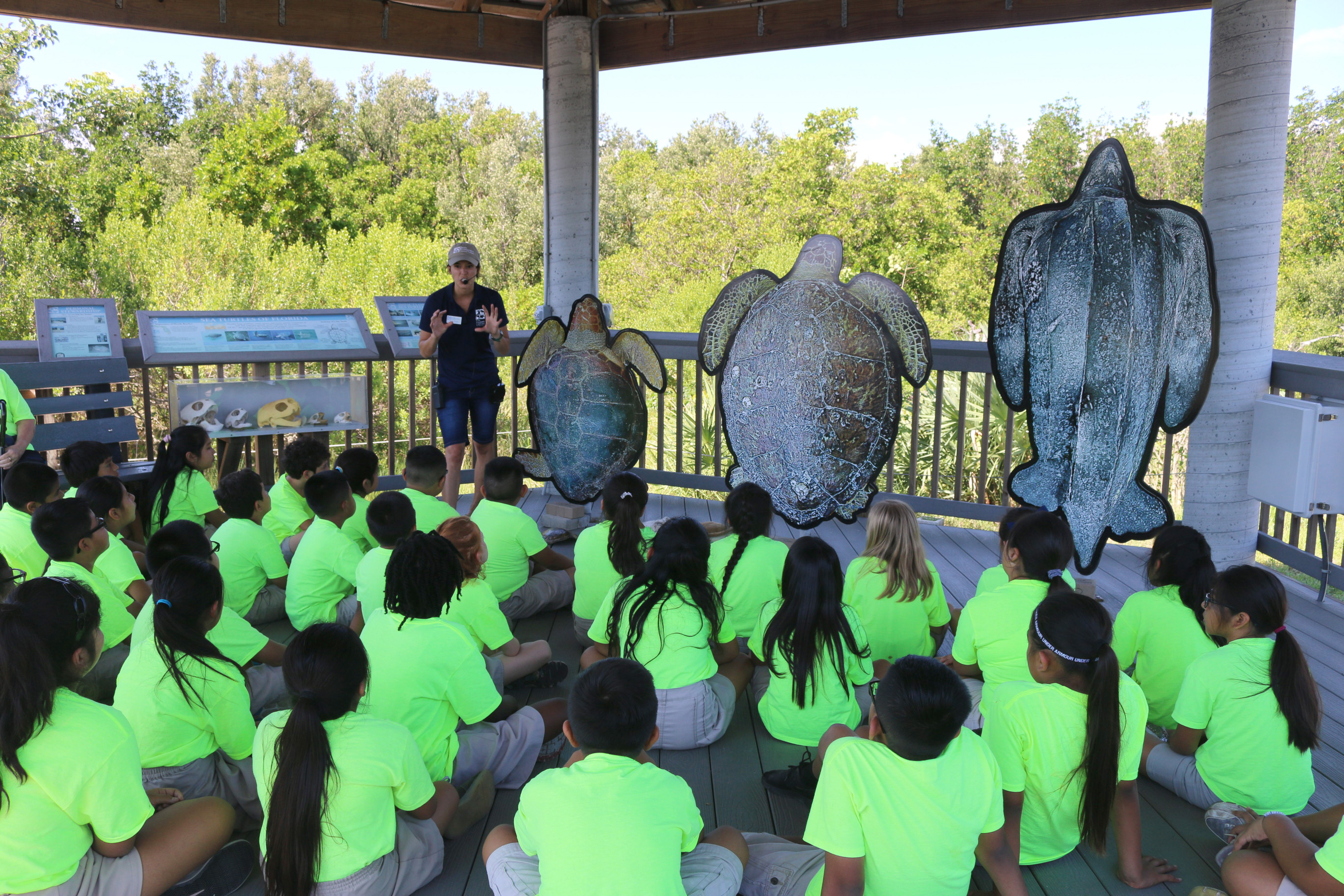 children learning about sea turtles 