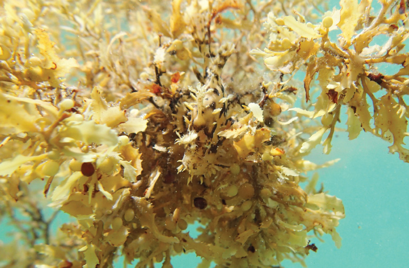 seahorse floating in seaweed