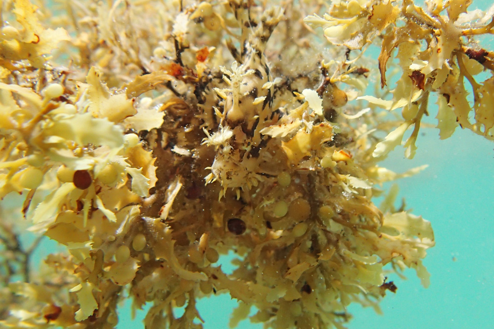 fish hiding inside seaweed