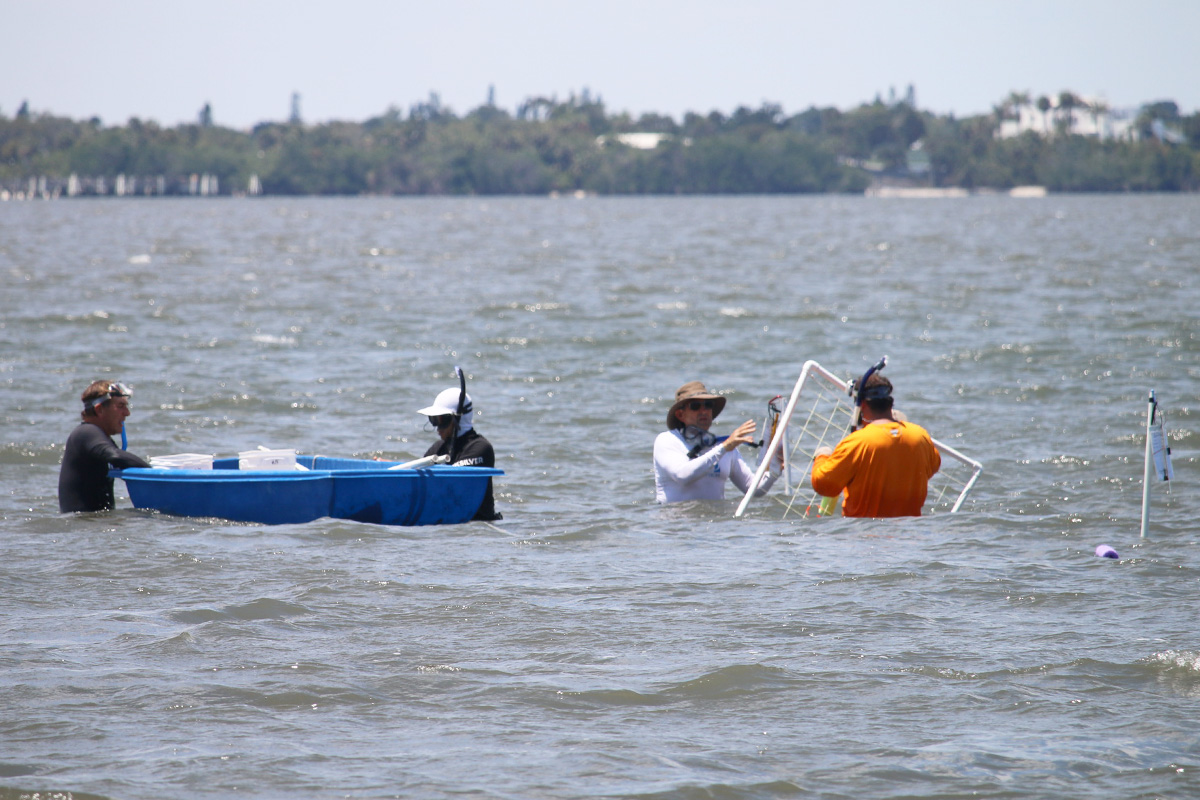 Scientists in the lagoon taking a seagrass survey 
