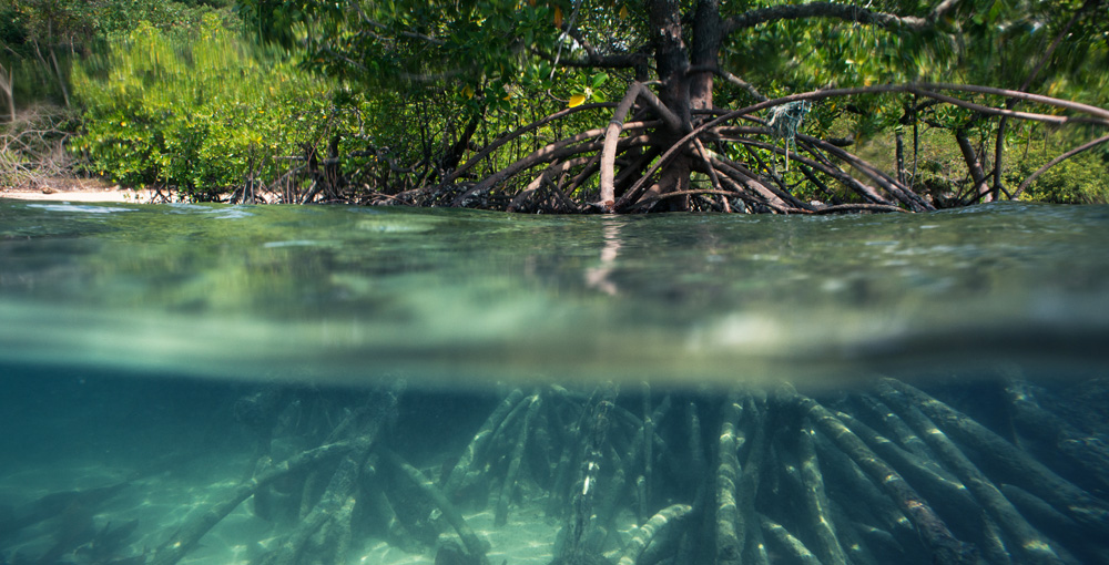 mangrove tree