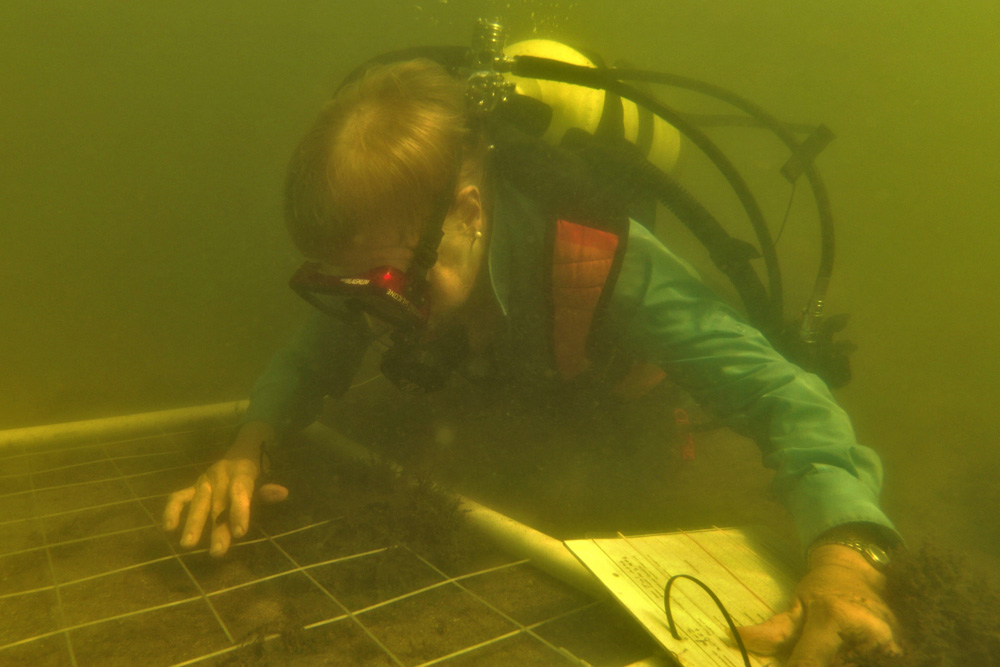 researcher surveying seagrass