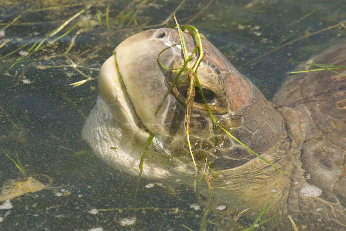 Turt the sea turtle 