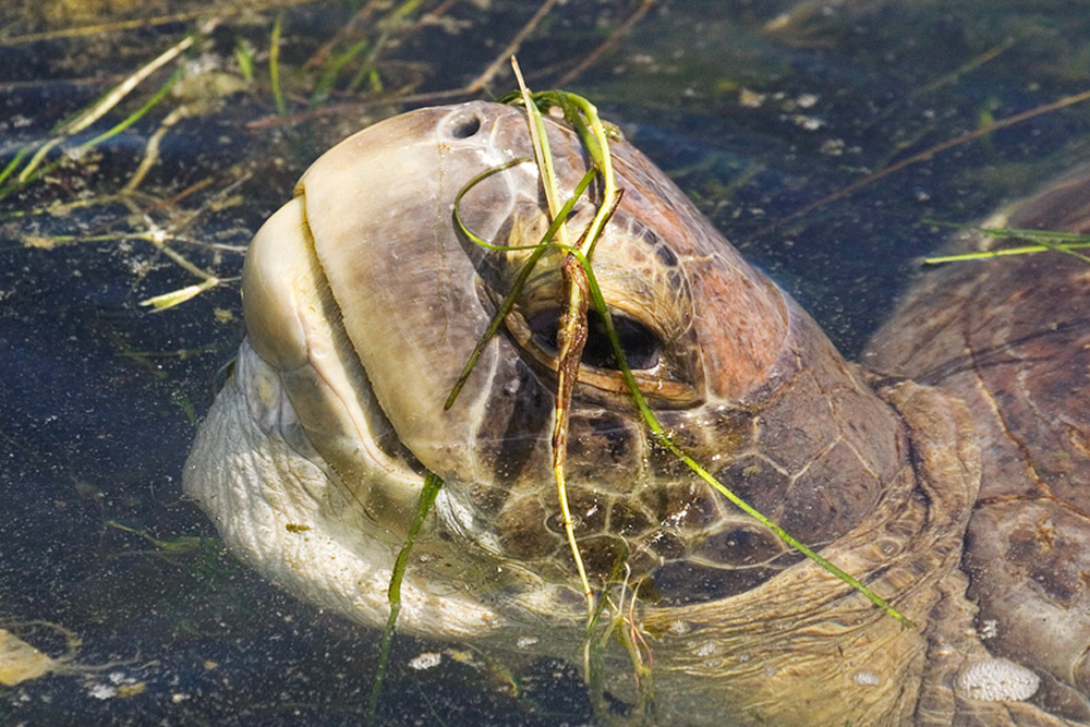 sea turtle in seagrass