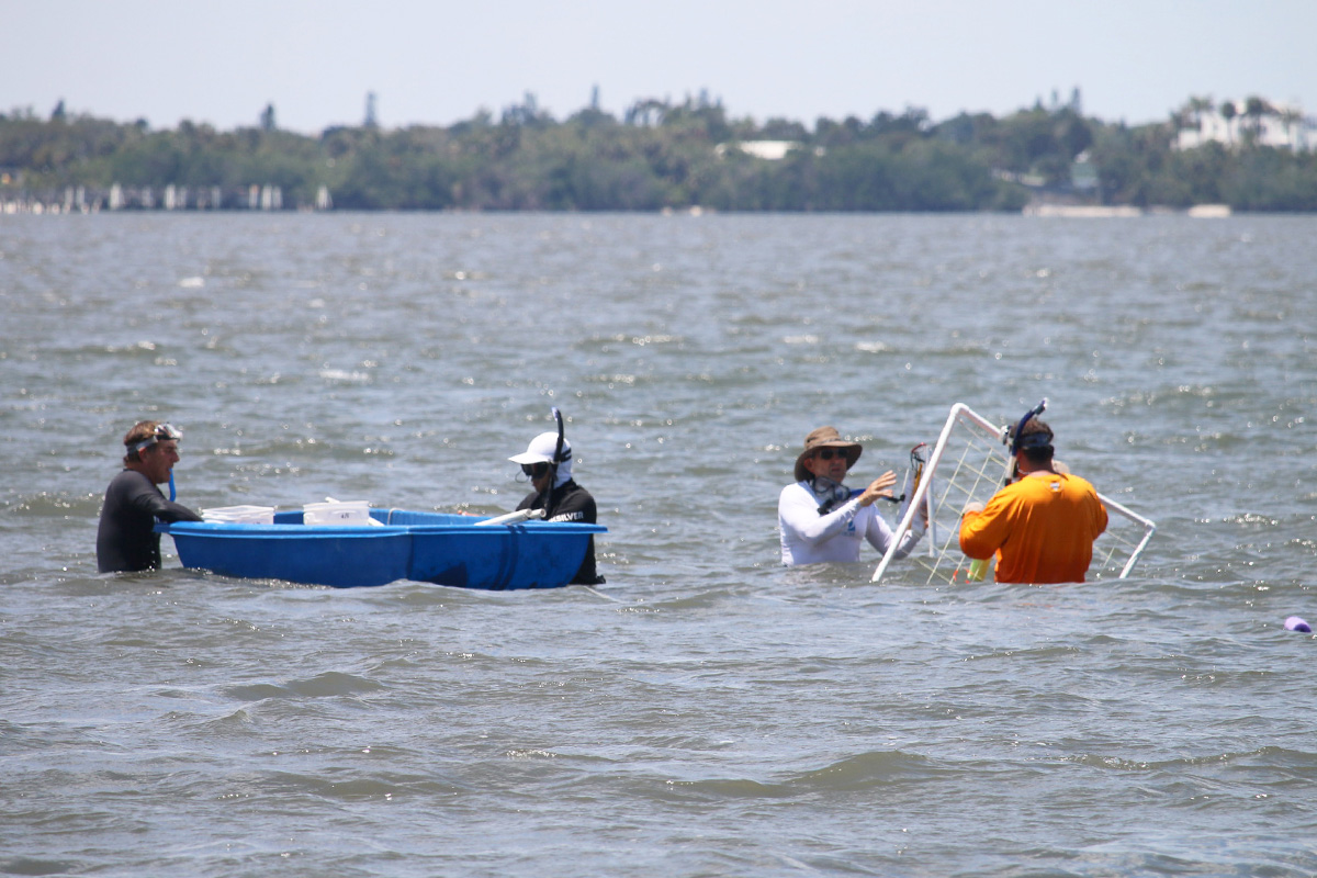 Seagrass Survey 