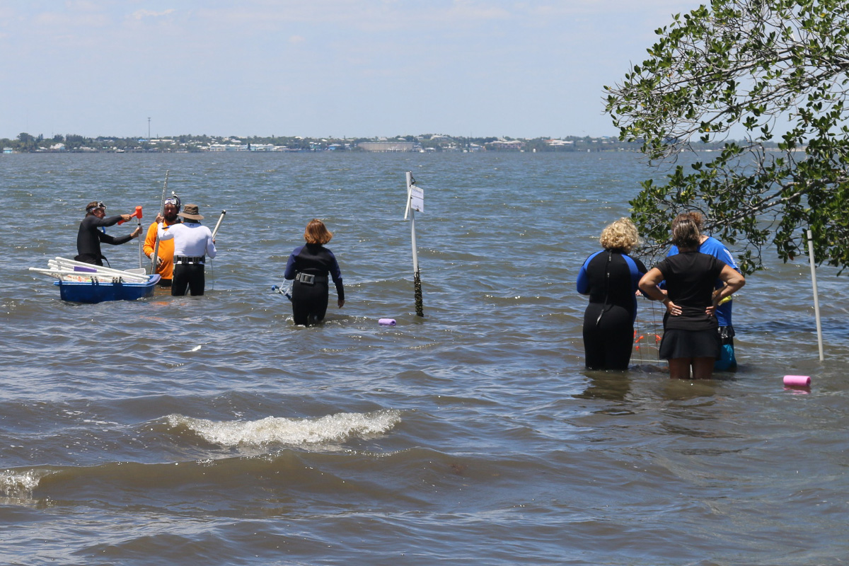 Seagrass Survey 