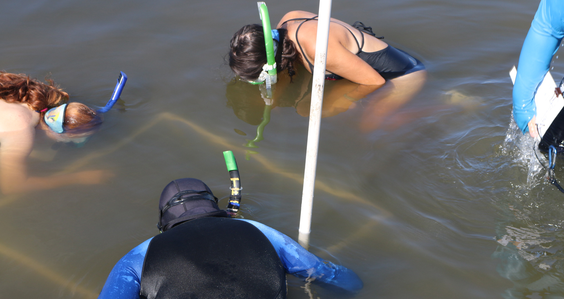 seagrass volunteers snorkeling in the water 