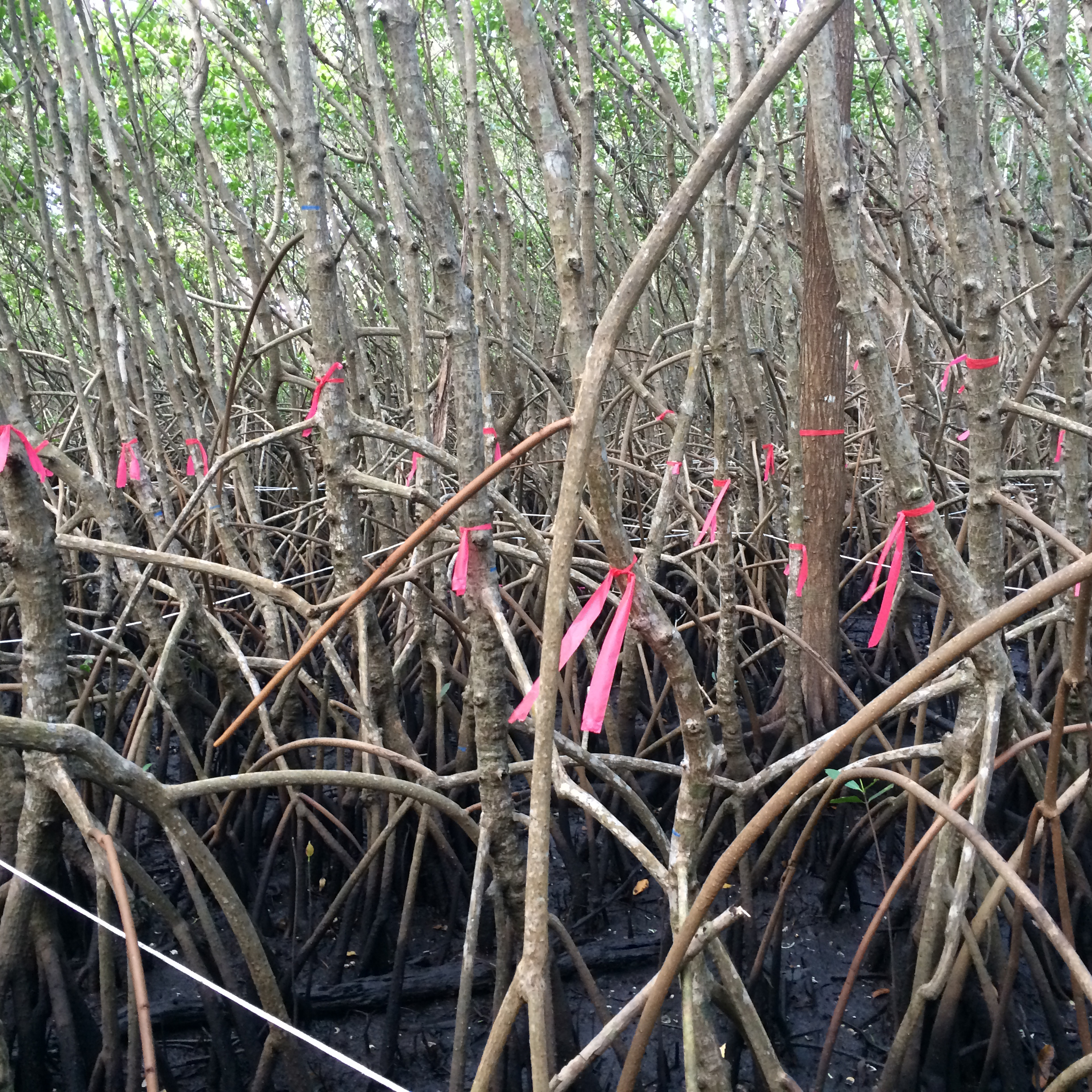 mangroves 