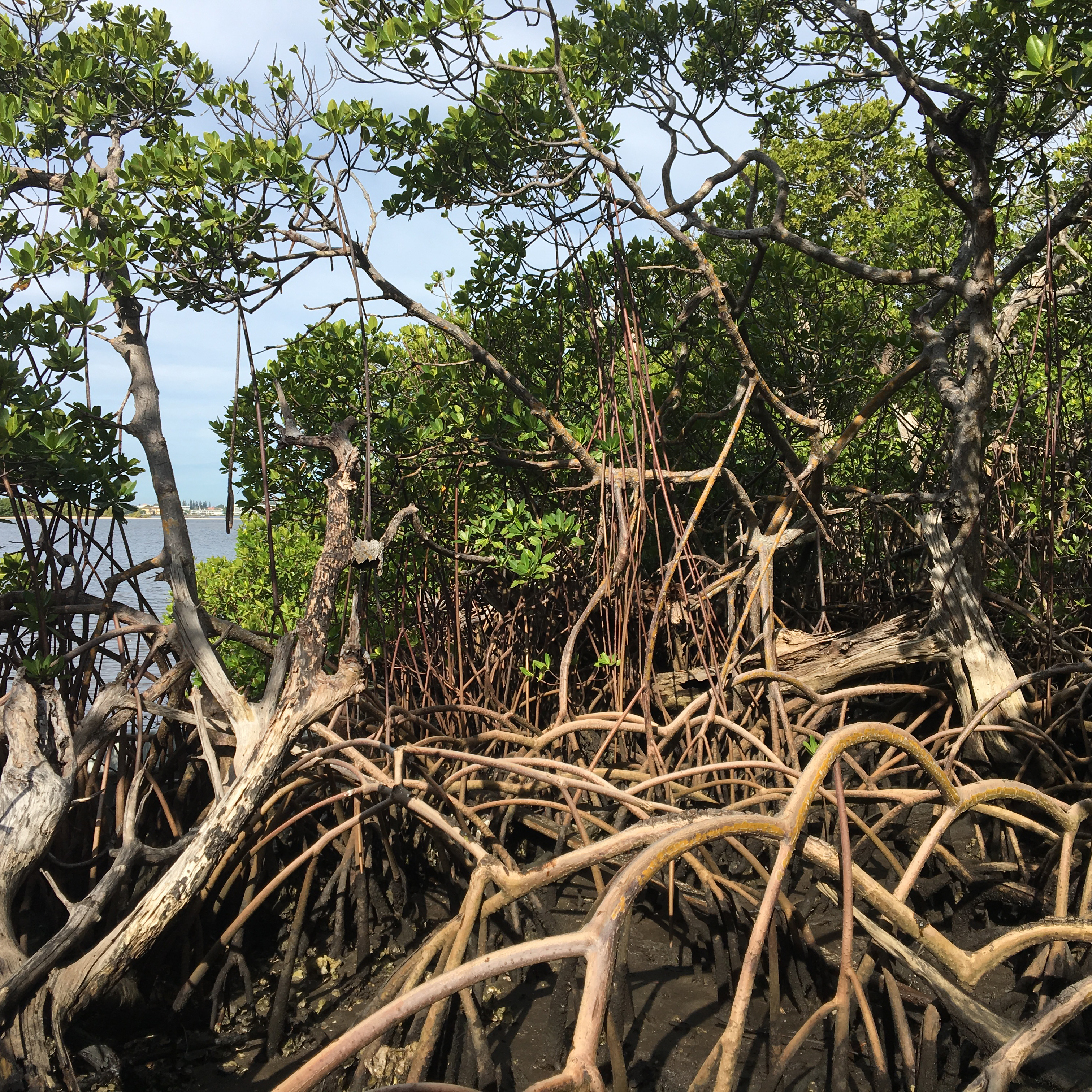 mangroves 2