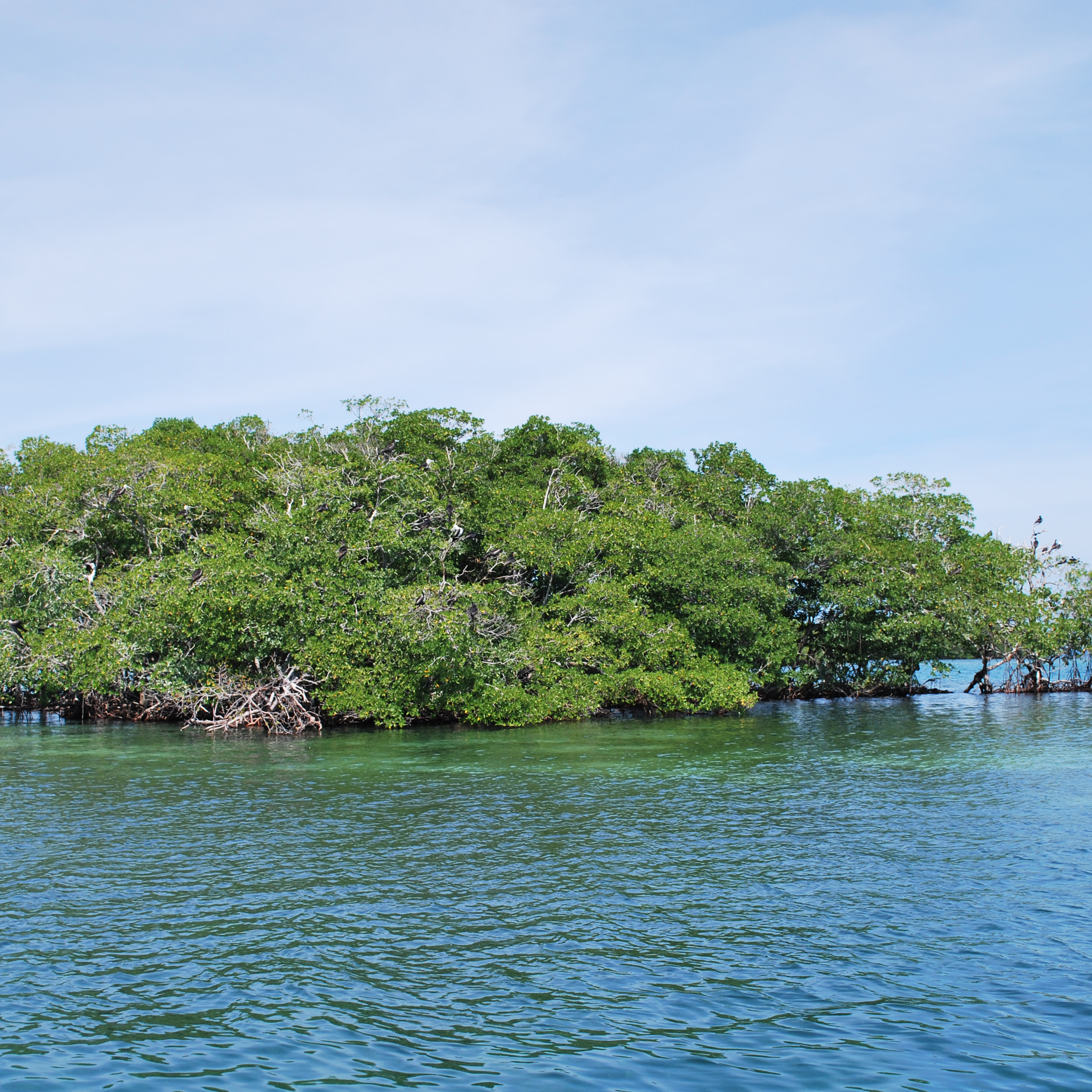 mangroves 3