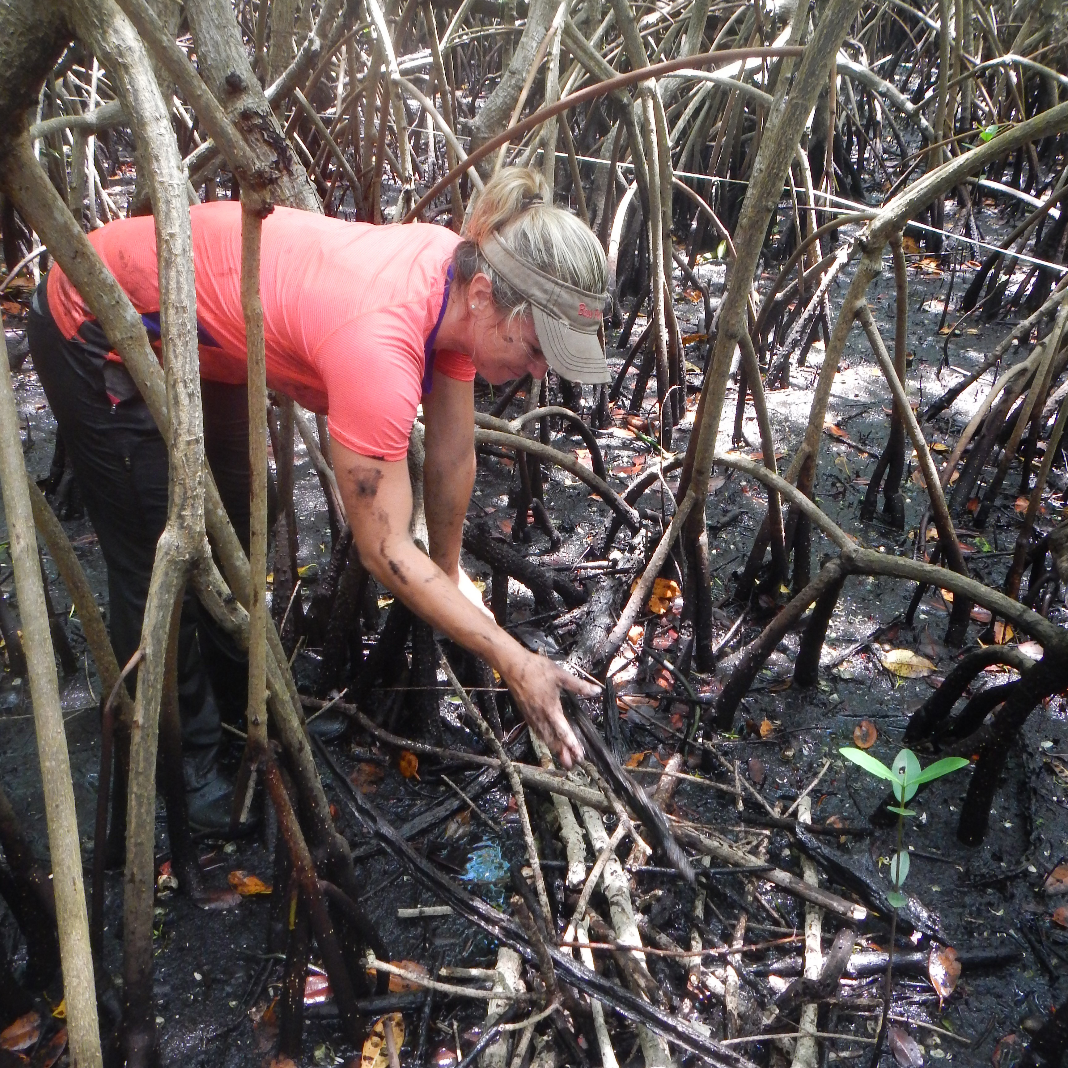 mangroves 4