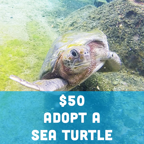 sea turtle
